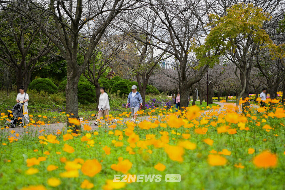 드림파크 야생화단지 개막전 가을 분위기 모습