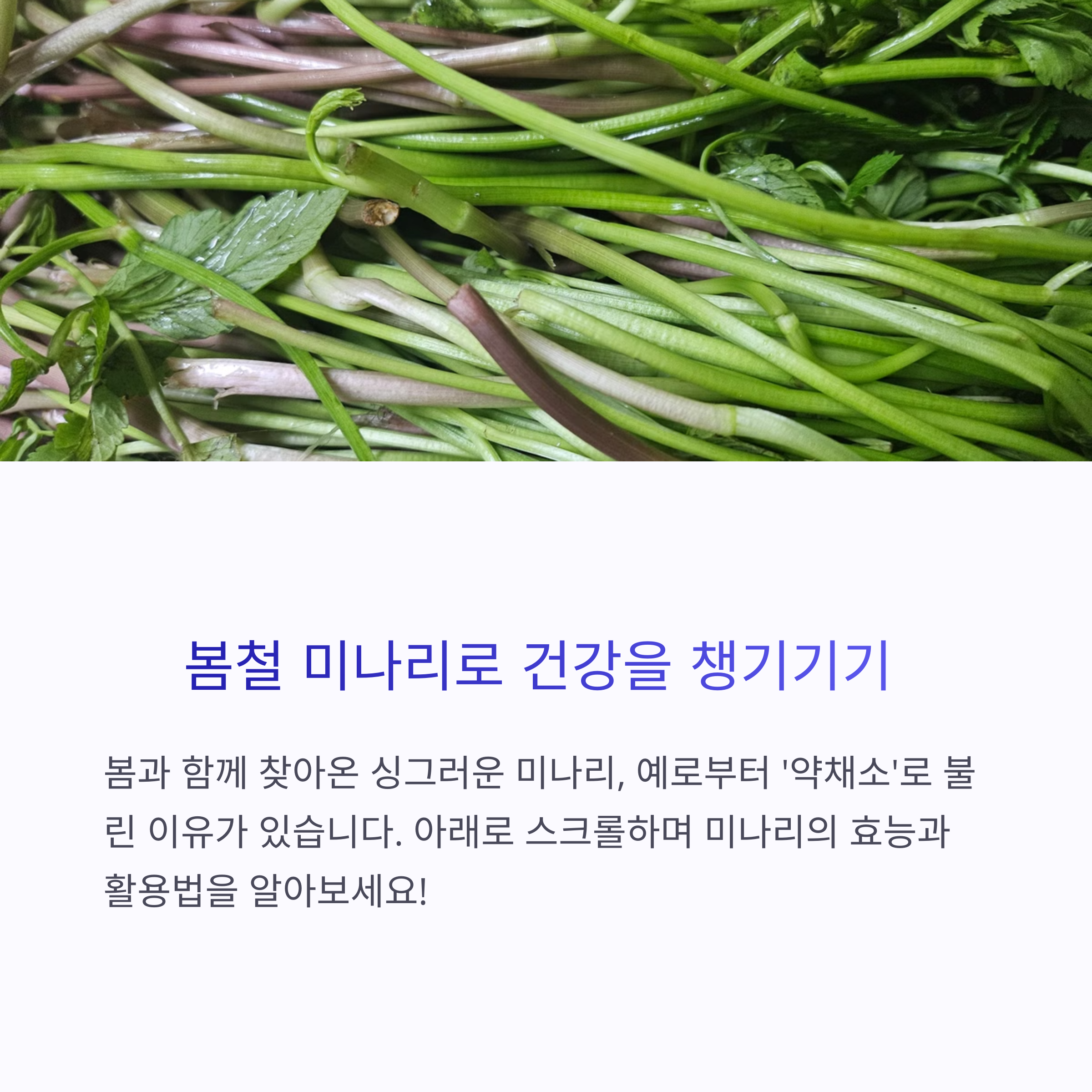 봄철미나리로건강챙기기