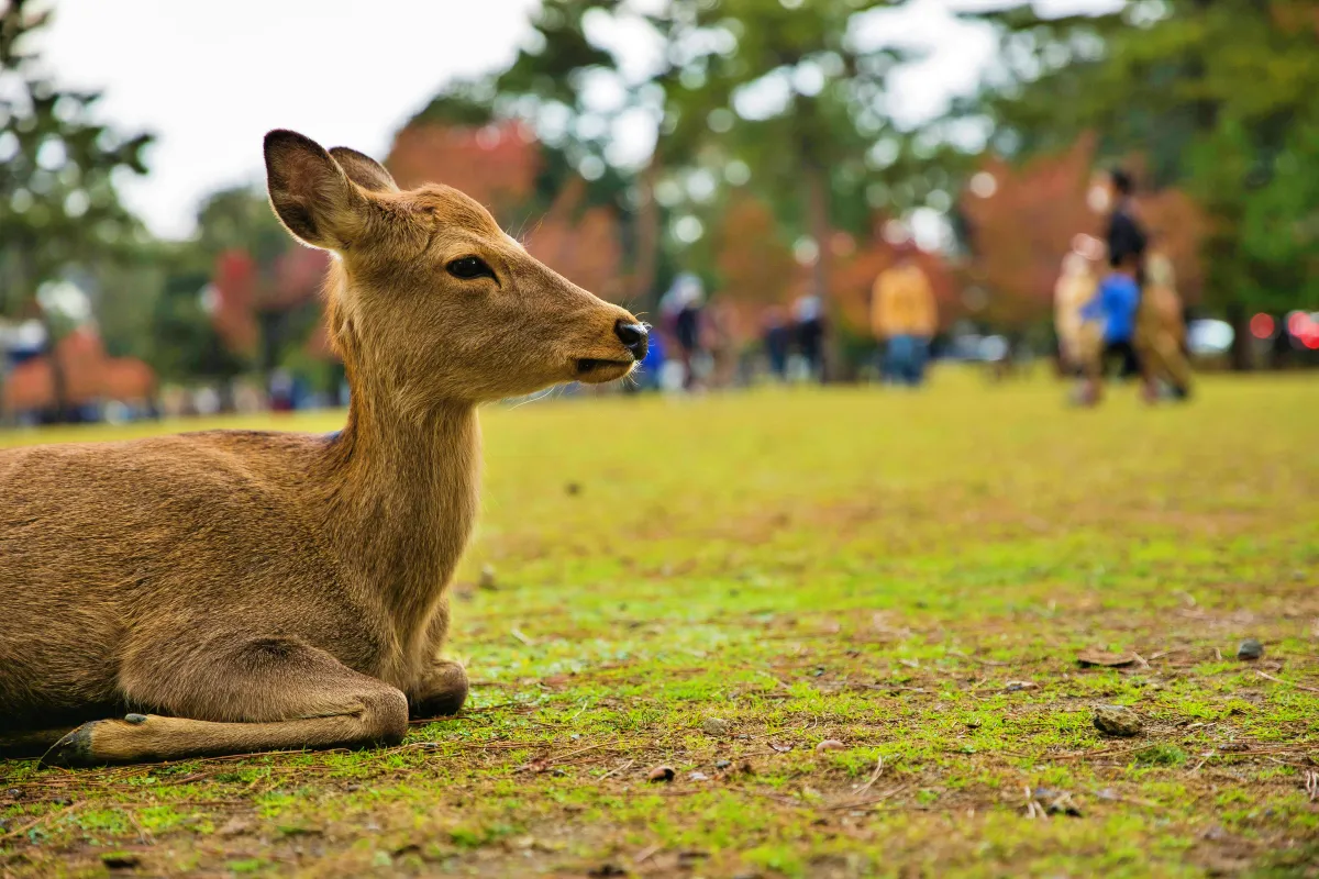 일본-나라-사슴공원-앉아있는-사슴