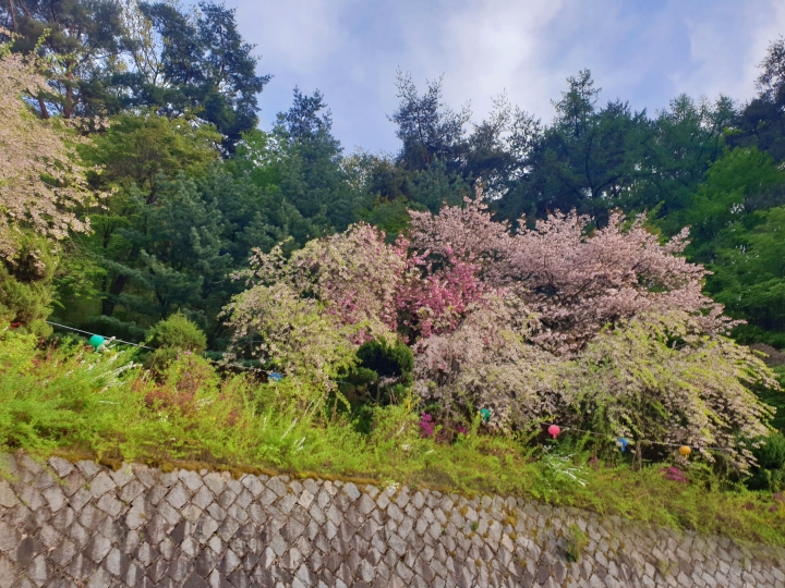 각원사 벚꽃사진