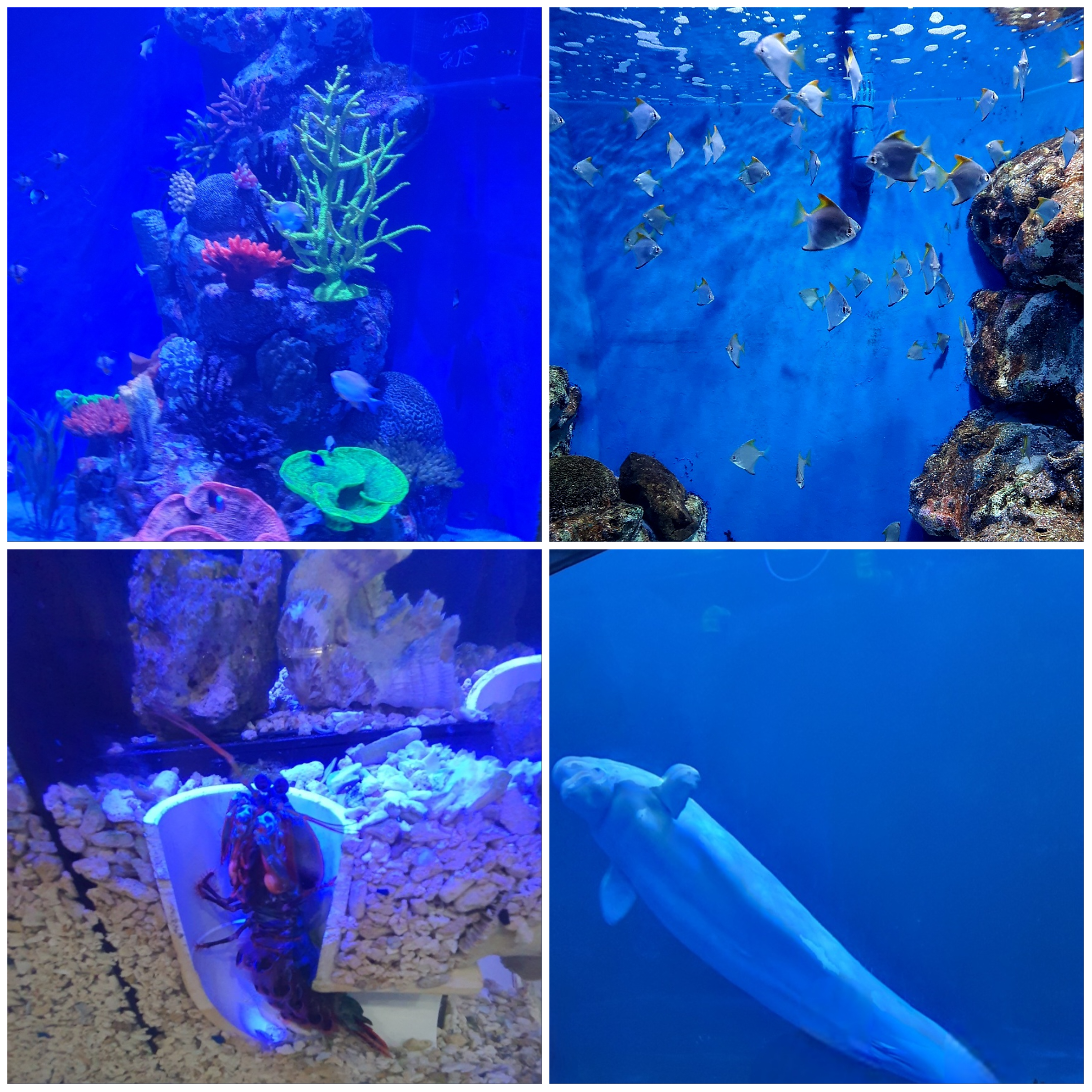 신비한-바다-생물들이-많아요.