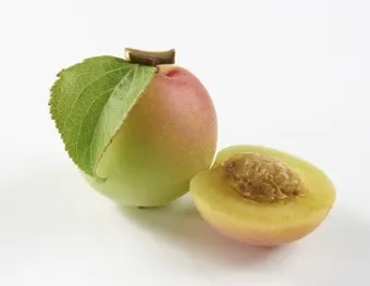 매실 수확시기_51