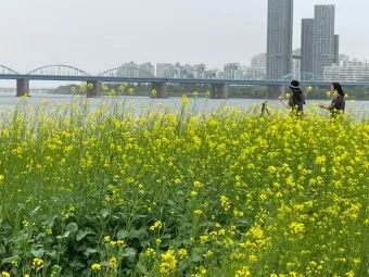 서래섬 유채꽃 축제 2025 서울 봄꽃 명소_19