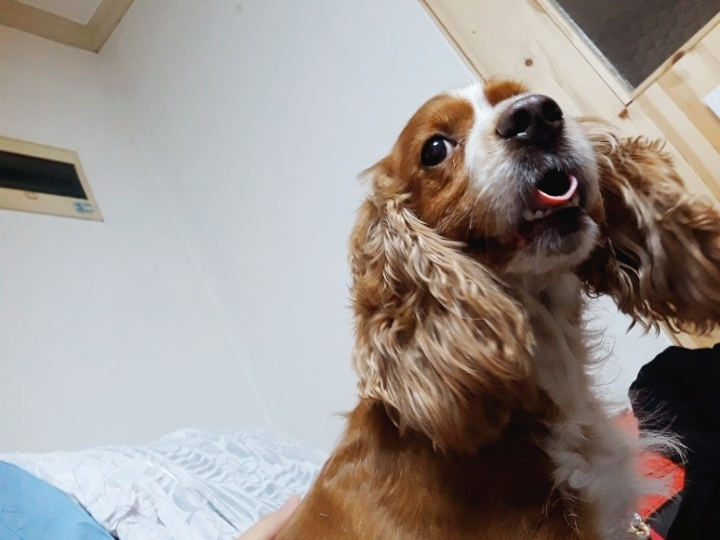 강아지 유선종양