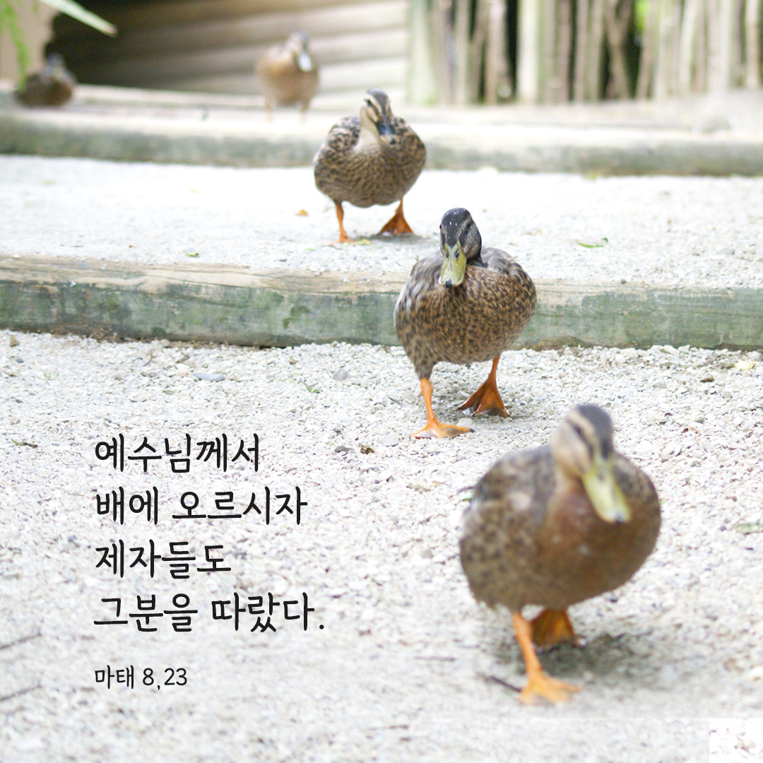 예수님께서 배에 오르시자 제자들도 그분을 따랐다. (마태 8,23)