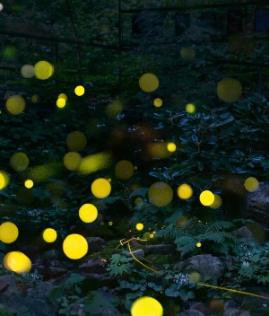 화담숲 반딧불이원