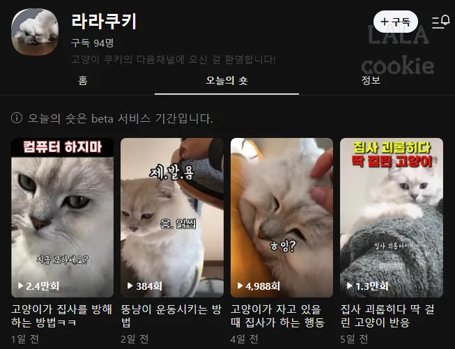 다음채널-오늘의숏-채널