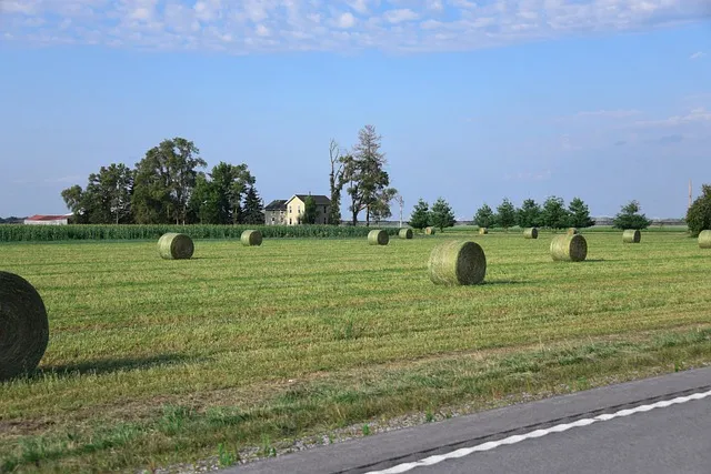 보석금전수 물주기 키우기 잎꽂이 꽃 노란잎 관리 재물운_1