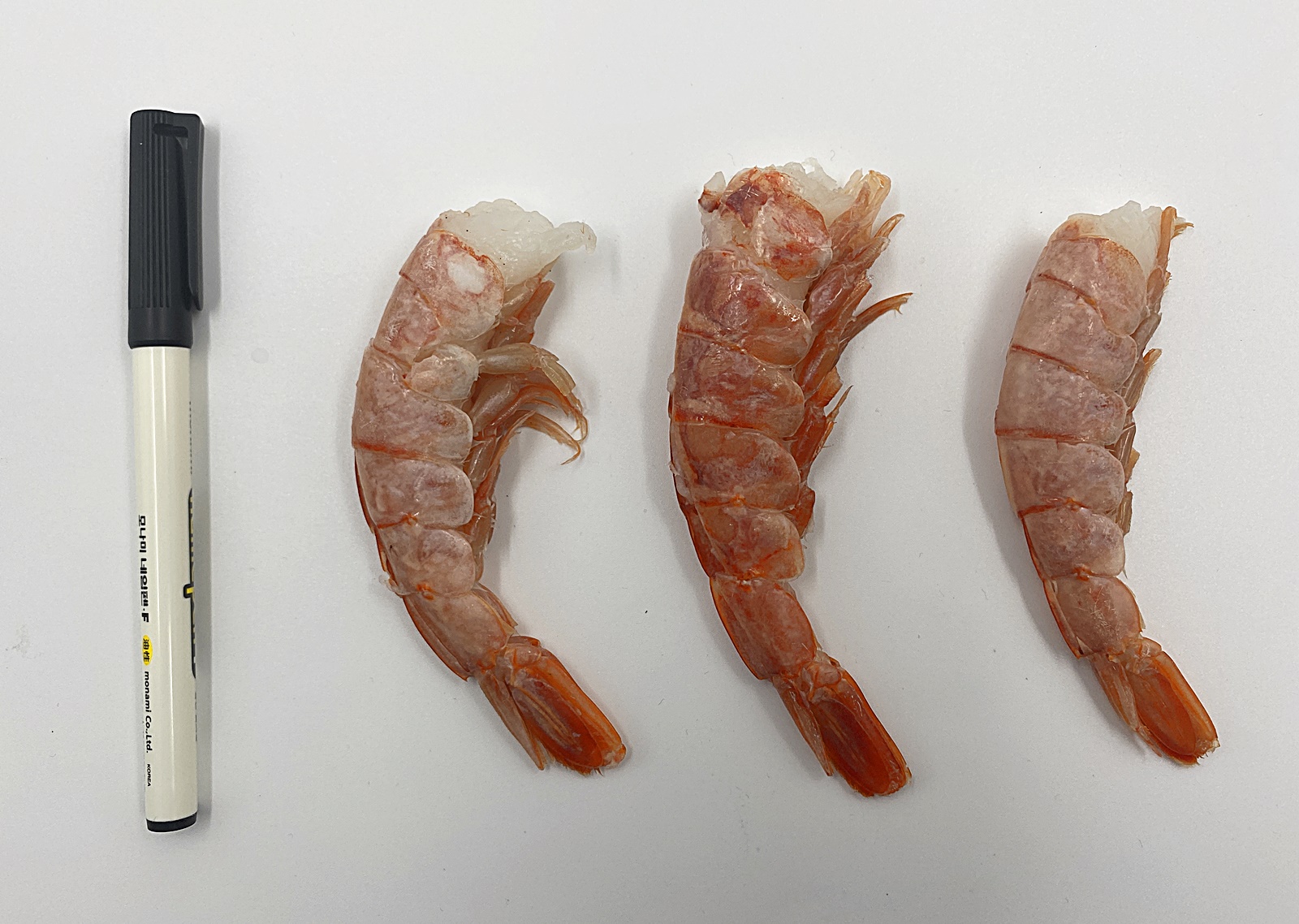 아르헨티나 붉은 새우와 네임펜 크기 비교