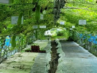 박 재배 직파 심기 순 따기 말림 보관_11