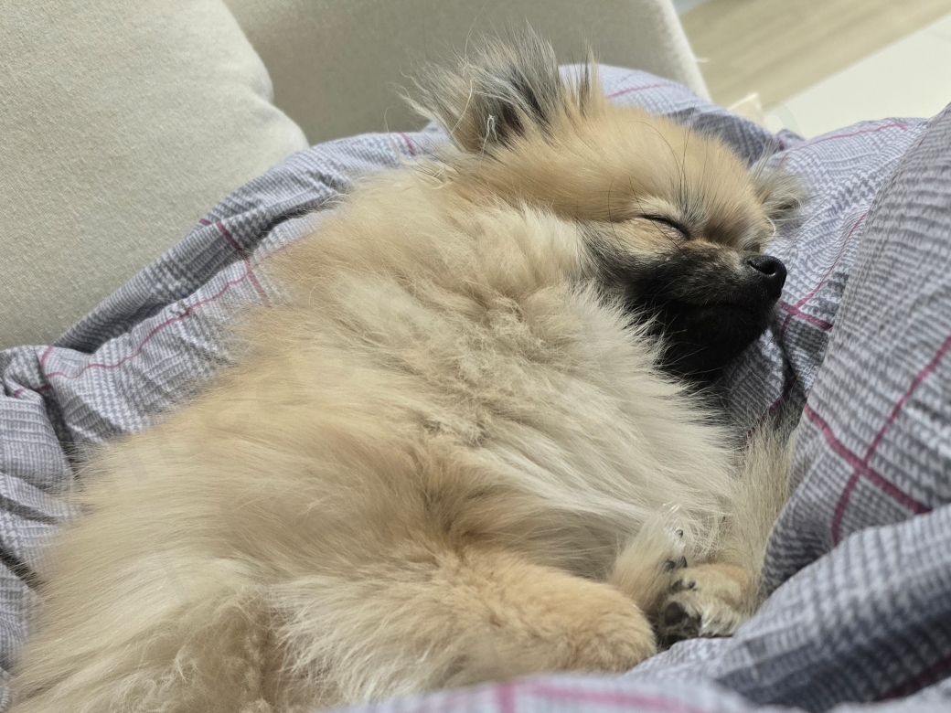 편안하게 잠을 자는 강아지