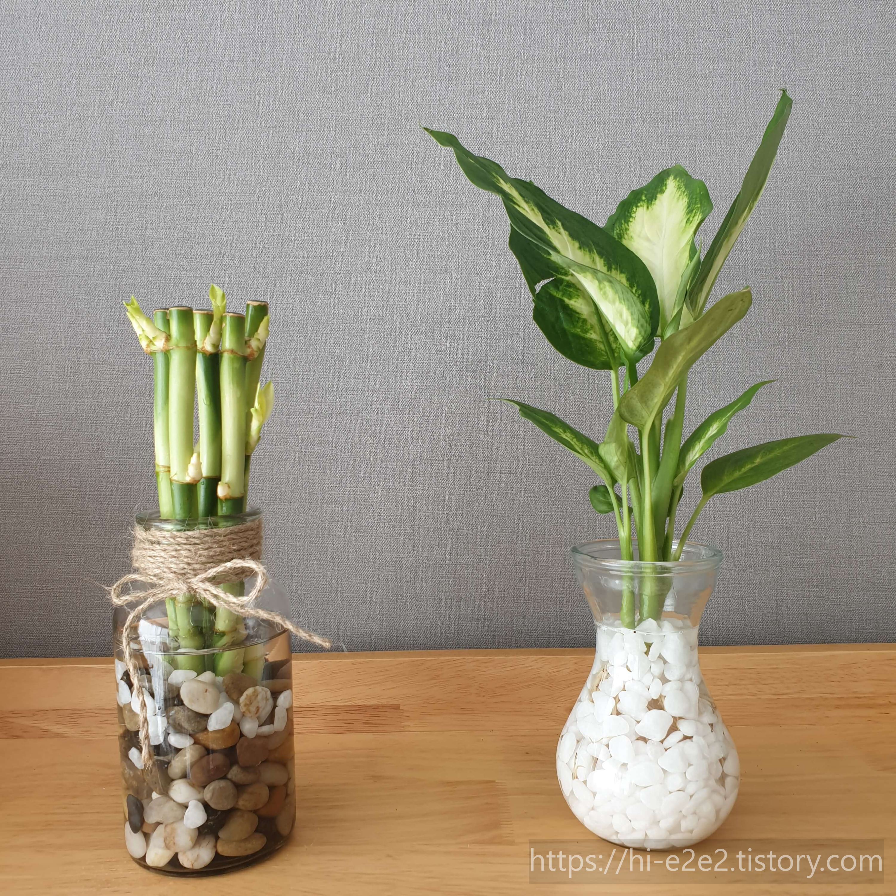 개운죽&마리안느