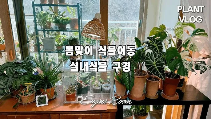 실내화분 이동 스트레스 줄이기 화분자리 변경 단계적적응 빛조절 요령_1