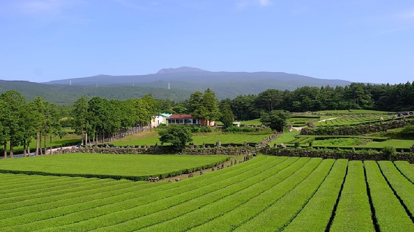 녹차밭체지방제거