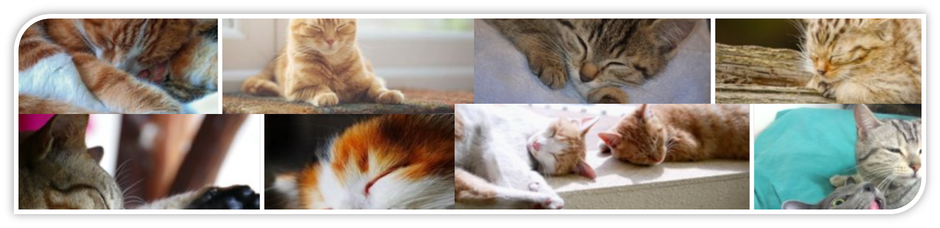 고양이 자는 모습 모음집