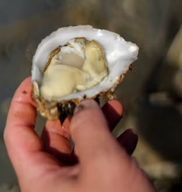 굴 효능 부작용 칼로리