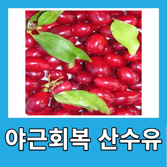 40대 직장인 감기 야근피로 산수유 효능 산수유 먹는법 산수유즙
