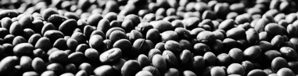 중부지방 서리태 파종시기: 검은콩의 일종