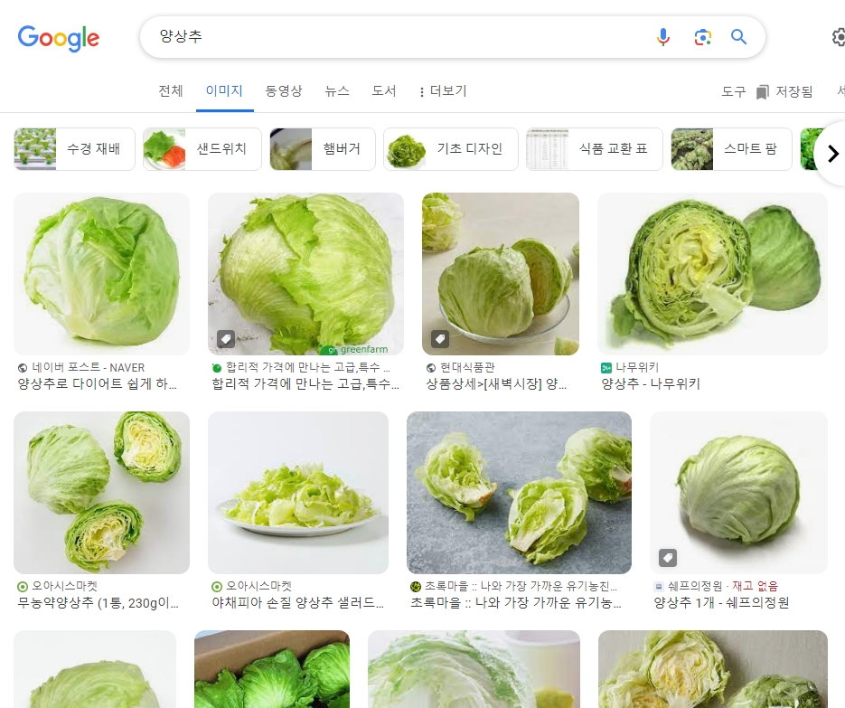 수분이 가득해 햄버거와 잘 어울리는 동그란 양상추