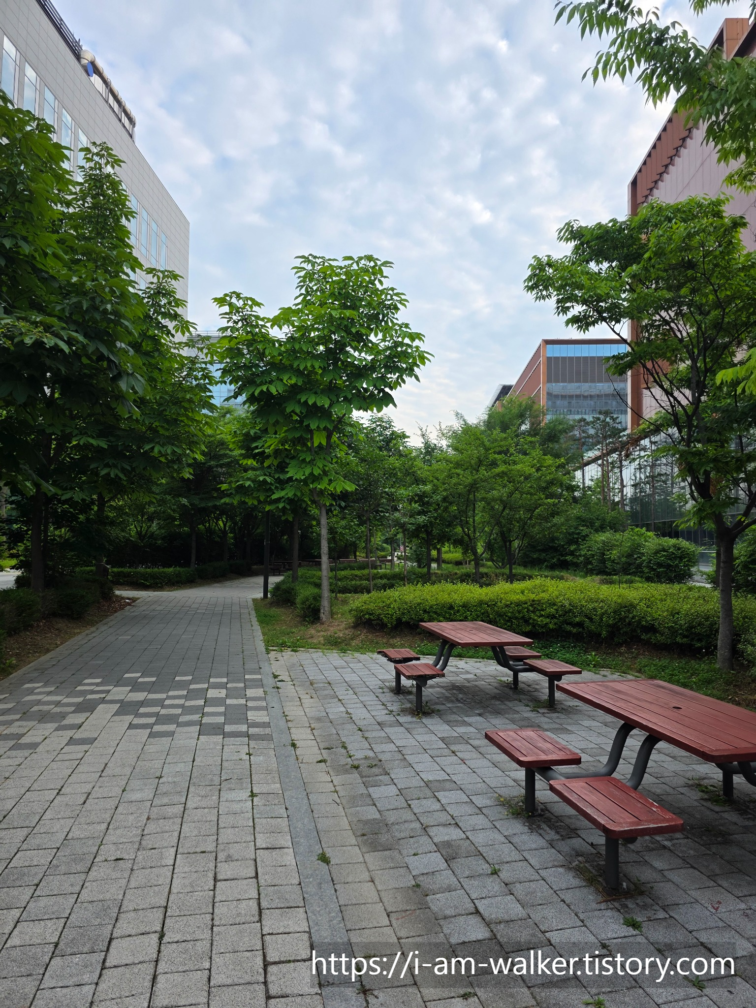 마곡 산책 코스 추천 LG사이언스파크 칠엽수 그늘길