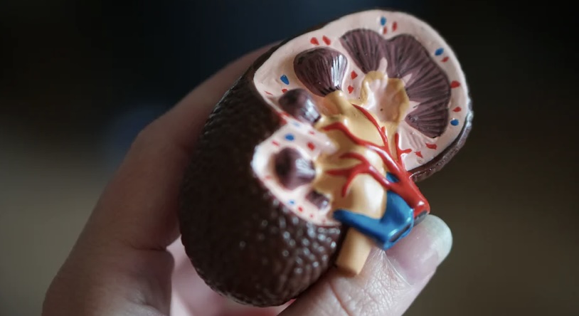 말기신부전증의 모든것