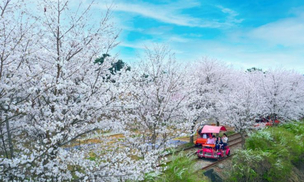 2025 전국 벚꽃 명소 서울부터 제주까지 추천