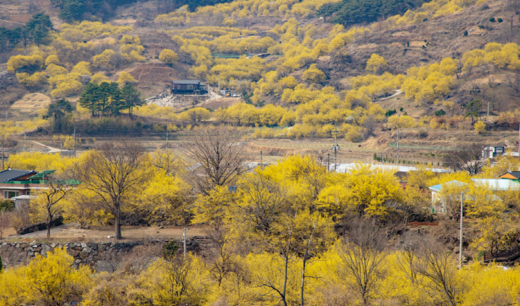 구례 산수유축제