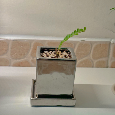 더피고사리 관리법