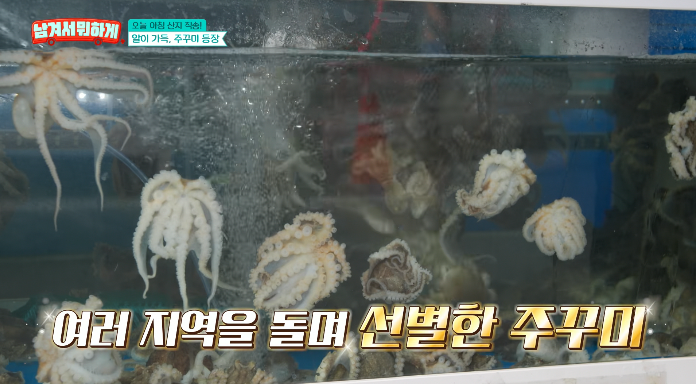 쭈꾸미