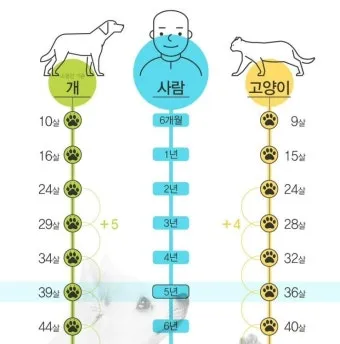&amp;quot;고양이