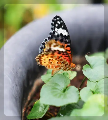 함평나비축제_1