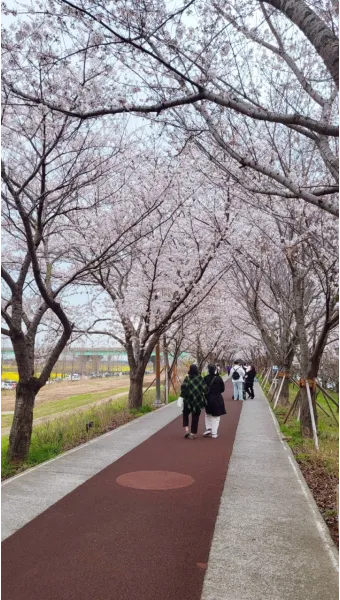 부산 벚꽃 명소 추천 숨겨진 뷰포인트_18