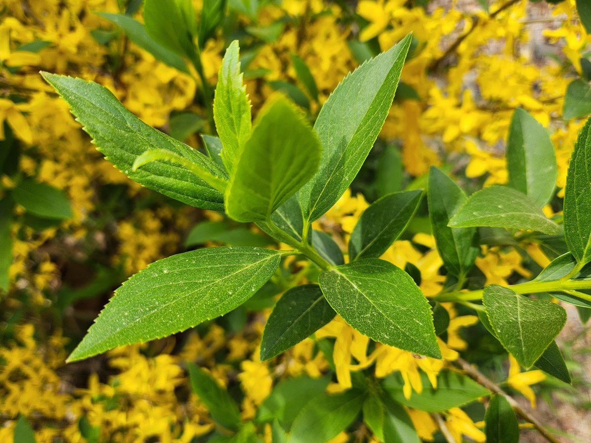 의성개나리(약개나리)