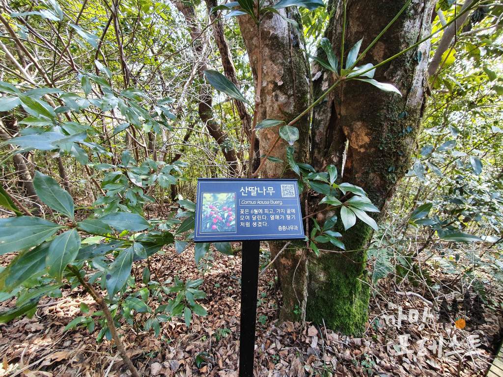 붉은 오름 나무