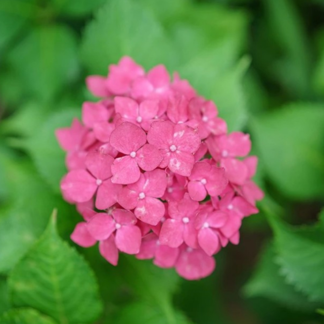 한림공원수국축제