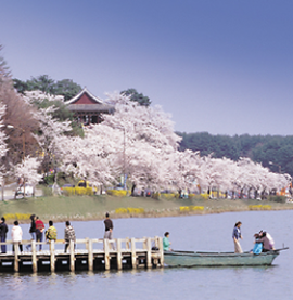 봄꽃 기차여행 (벚꽃기차)코스 및 금액 정리