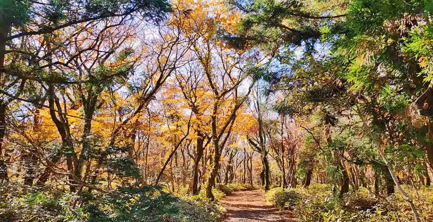 천아숲길