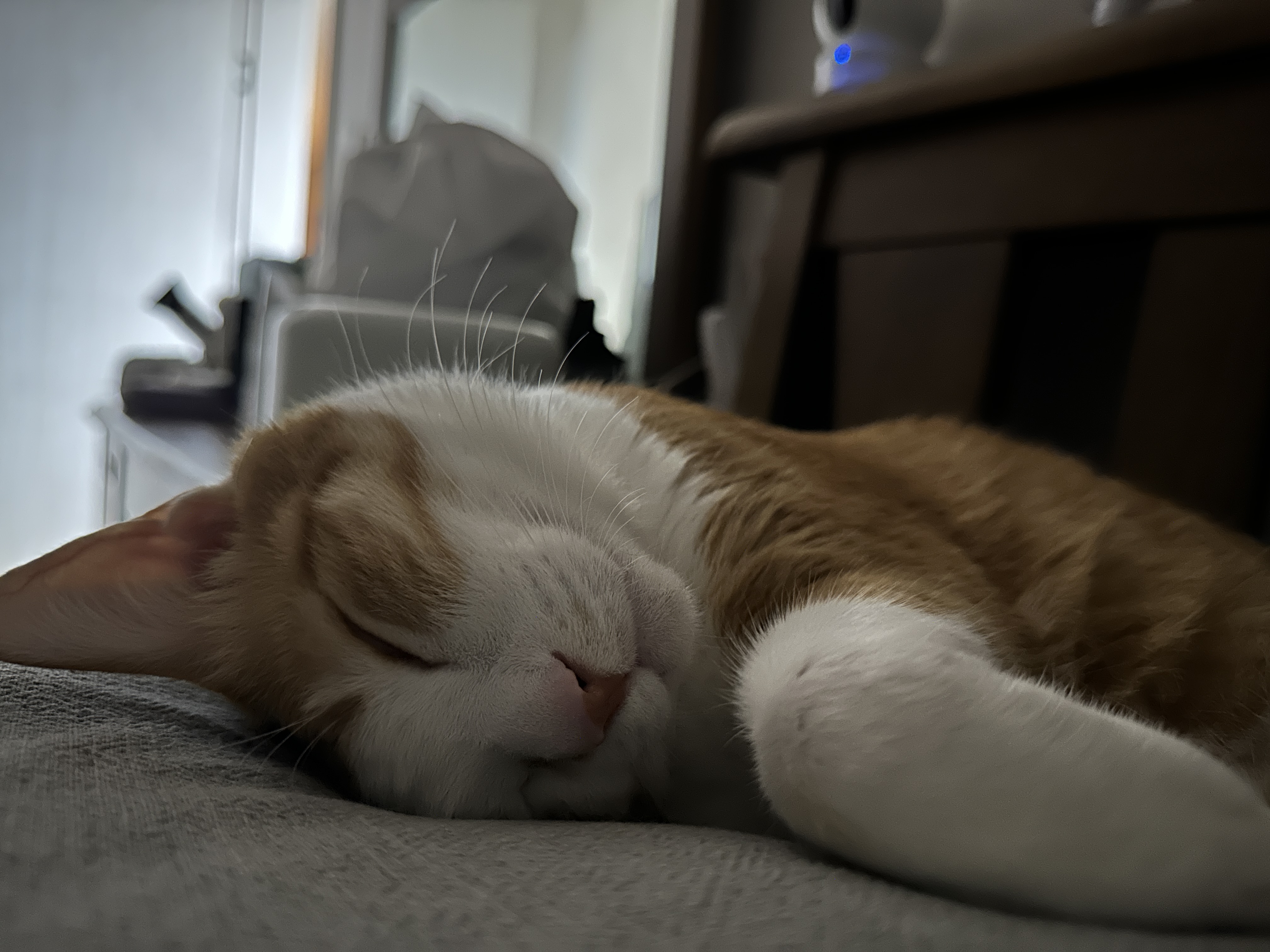 너무 귀엽게 자는 치즈냥이 호야 (feat. 사람처럼 자는 고양이 호야)