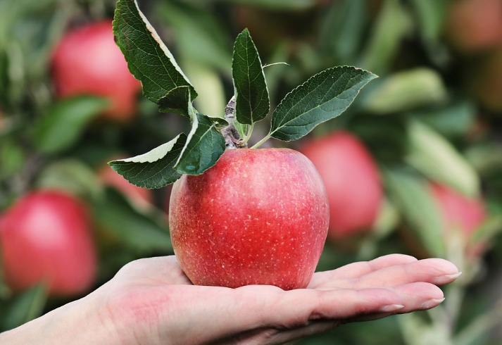 의사들의 조언하는 당뇨에좋은 과일 2