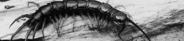 집지네 퇴치방법 종류