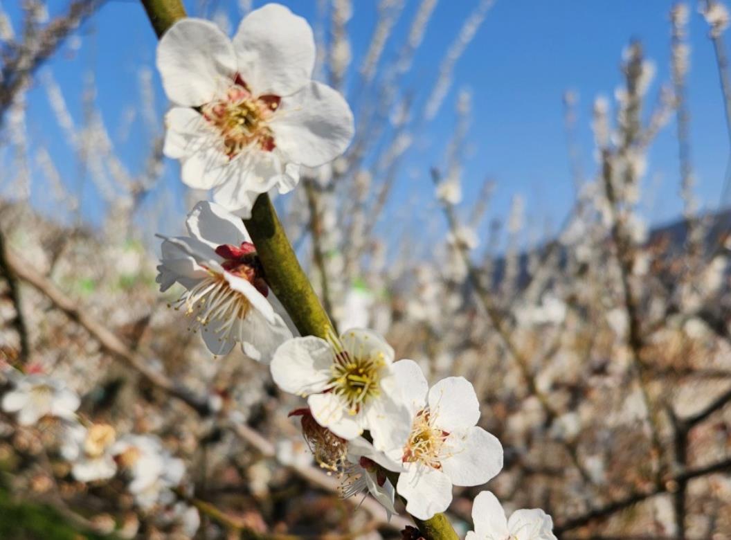 매화꽃이 활짝 핀 오늘N 매화정원