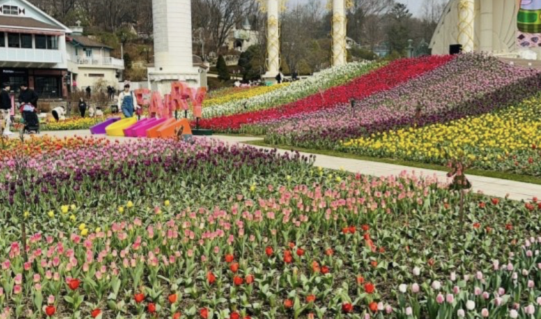 에버랜드 튤립축제