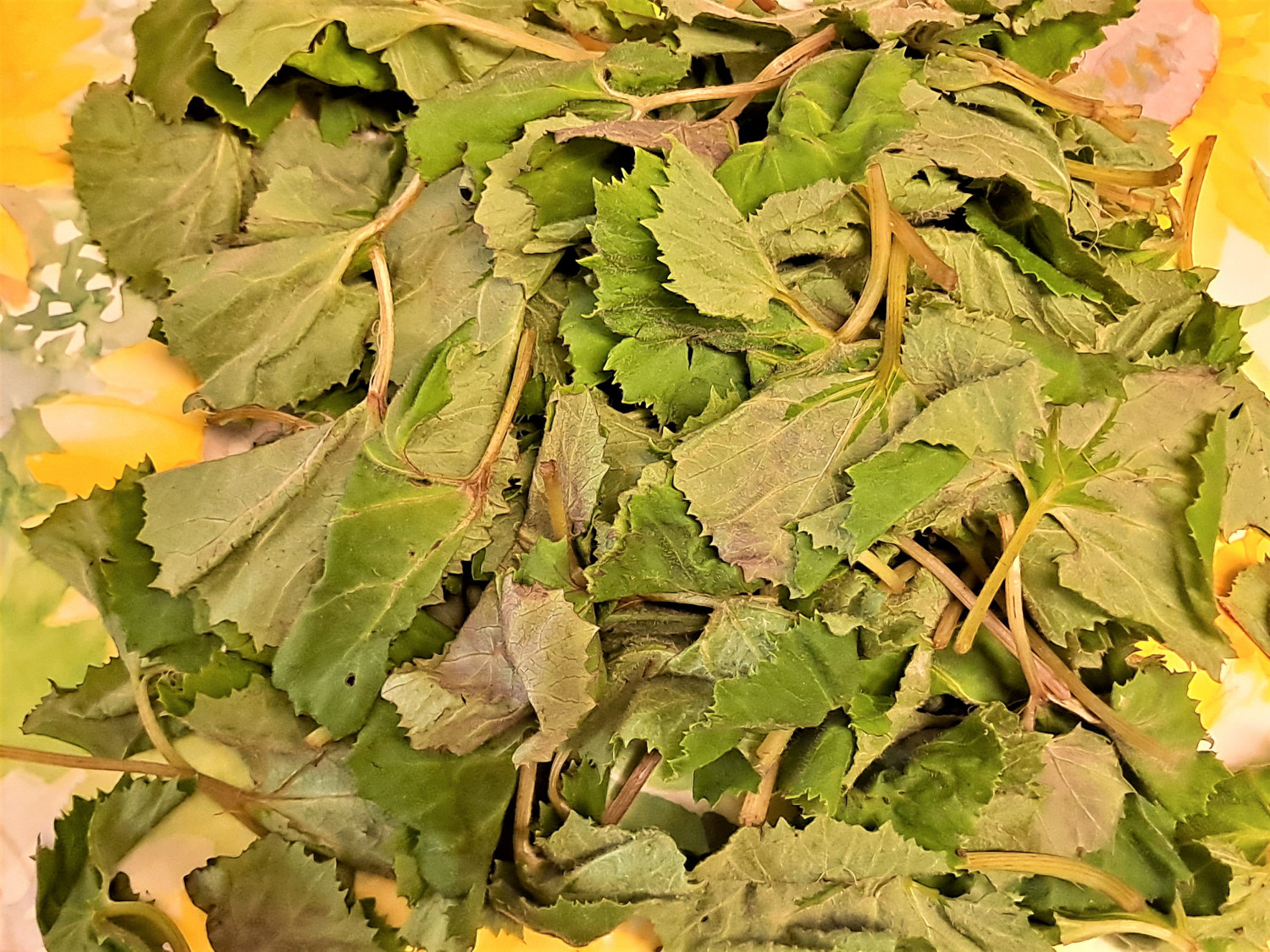 머위 효능 5가지 부작용 머위 데치기는 방법 양념장 뿌리 머위잎 머위즙