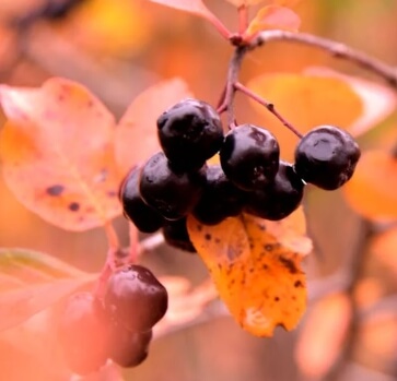 아로니아 수확시기