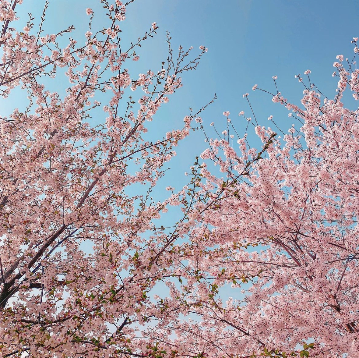 진해 군항제 일정