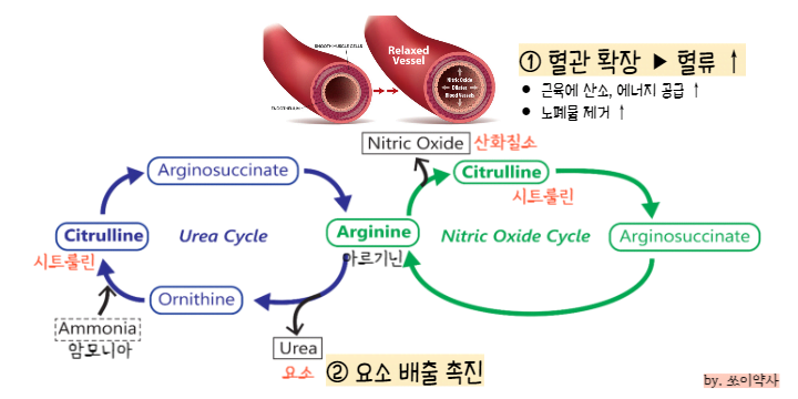시트룰린 작용 기전