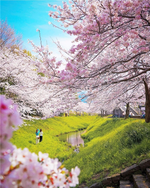 시이가와 벚꽃길 – 기타큐슈의 숨겨진 벚꽃 드라이브 명소