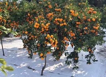 감귤 재배 노지 월동 비가림 하우스 관수 관리_9