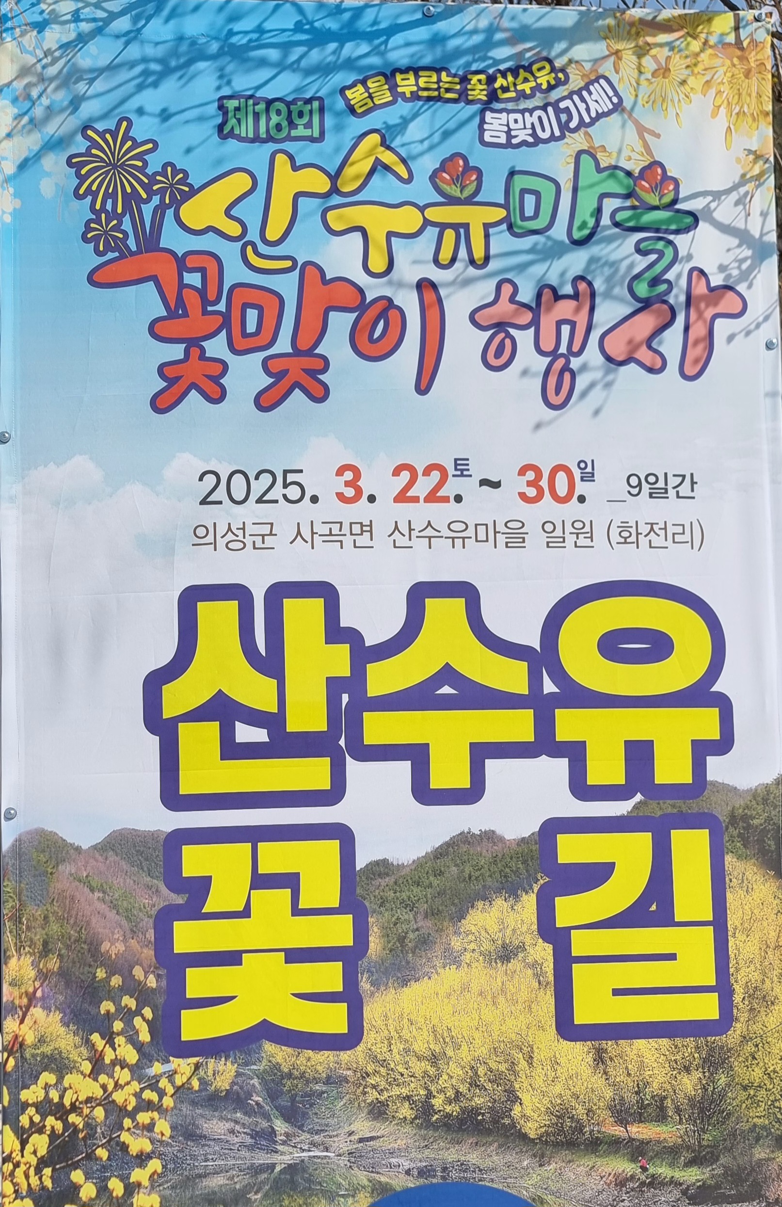 2025 의성군 산수유마을 꽃맞이 행사(산수유 축제)