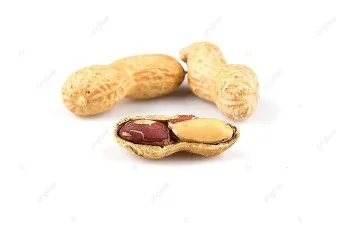 땅콩 심는 시기 재배 방법_38